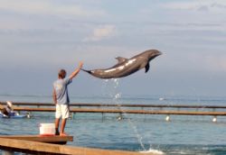 Willie and the dolphin...passing through Anthony's Key an... by Jon Kreider 
